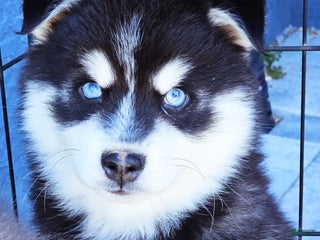 Pomsky dogs Jaxon - Ad 7