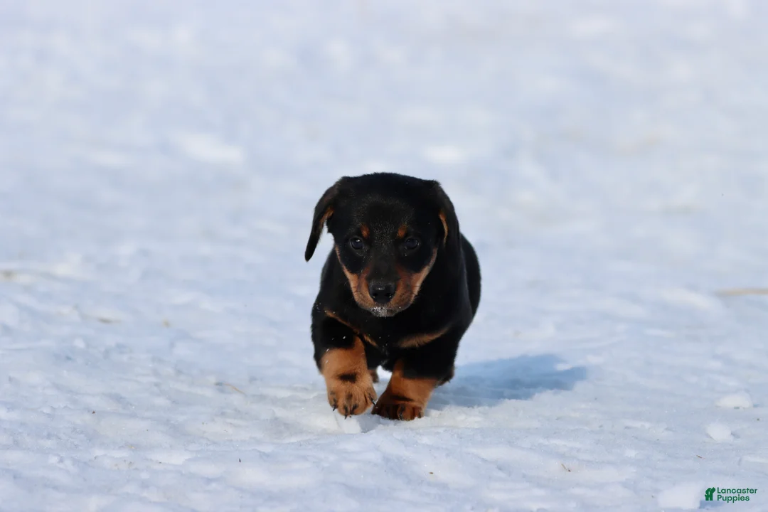 Dachshund dogs for sale: Bob-omb - Ad 3