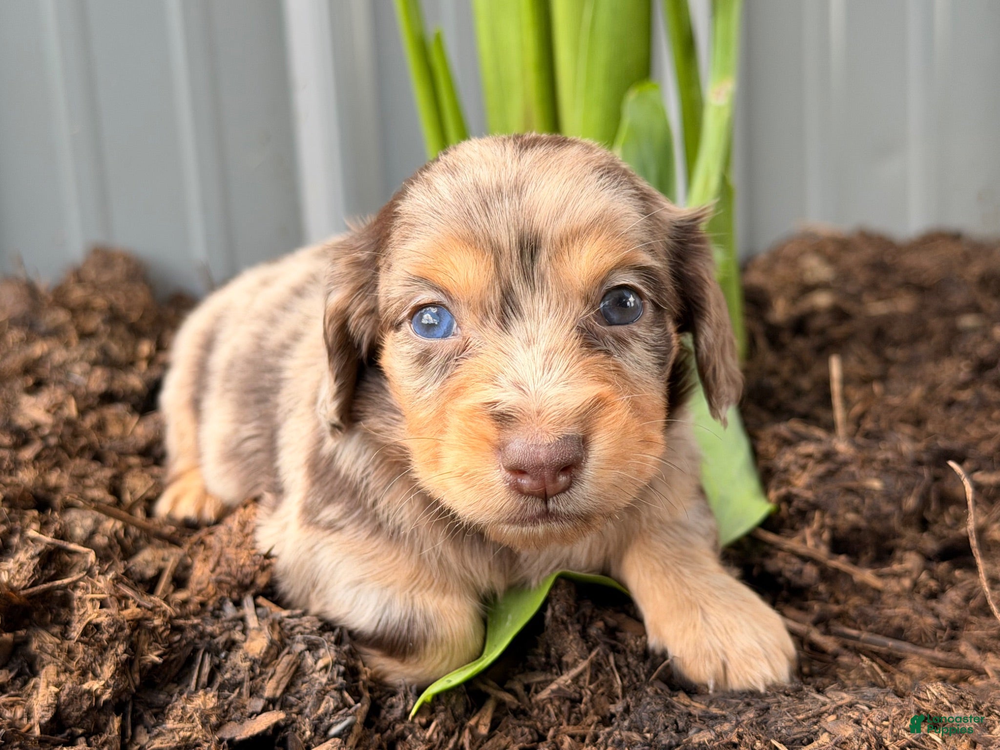 Dachshund dogs Ginger  - Ad 2