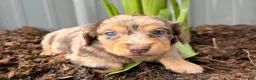 Dachshund dogs for sale: Ginger  - Ad 2