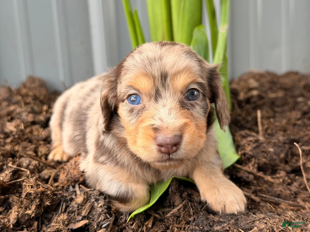 Dachshund dogs for sale: Ginger  - Ad 2