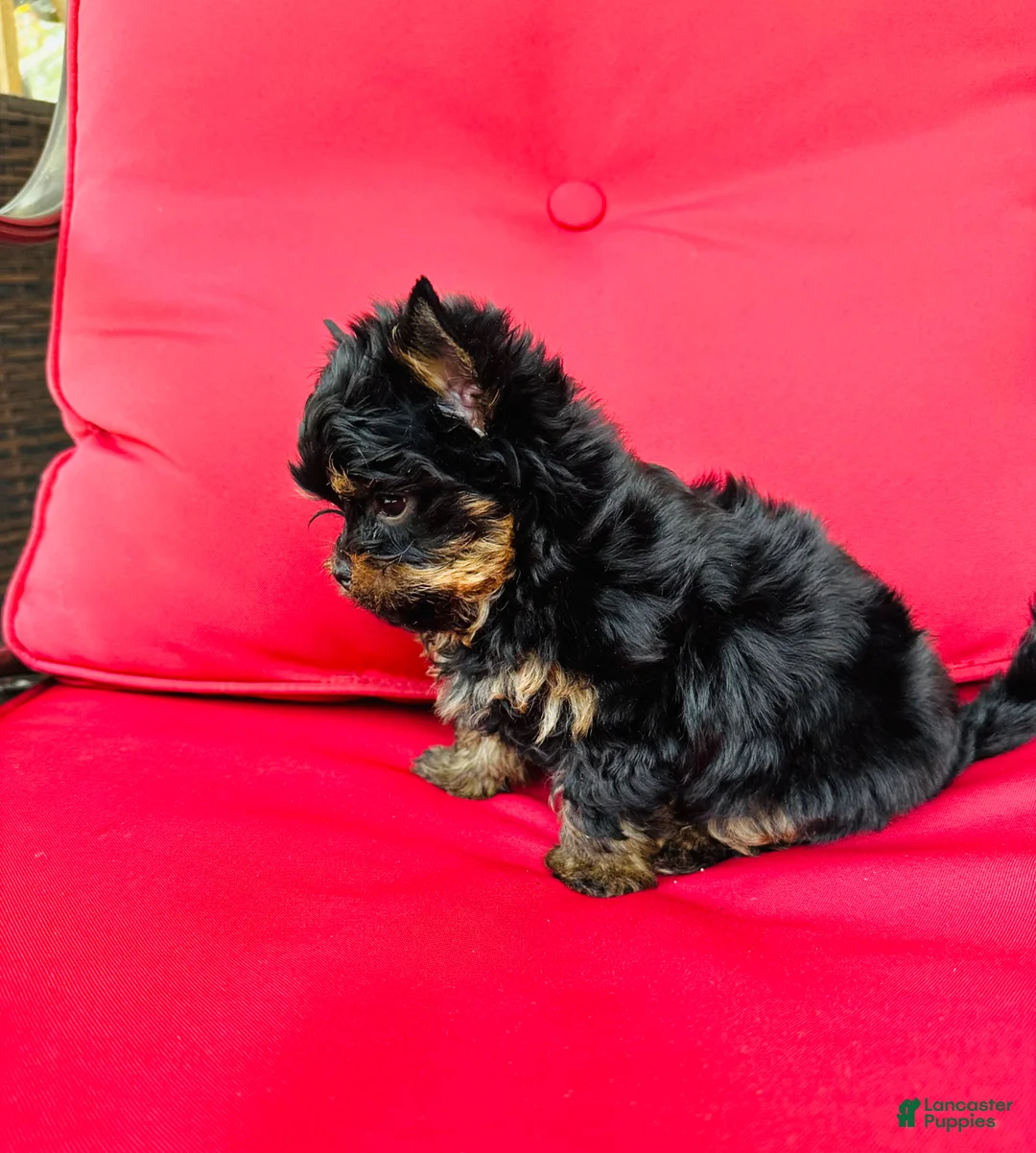 Yorkshire Terrier dogs for sale: Yorkshire Terrier Puppy 2 - Ad 2