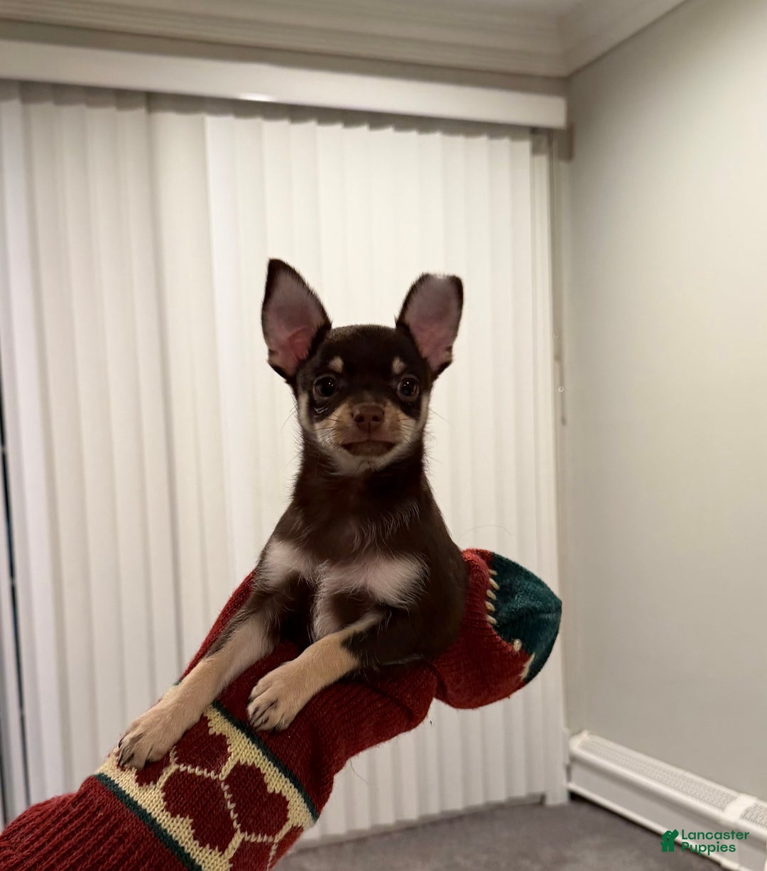 Chihuahua dogs for sale: Chihuahua Puppy 2 - Ad 1