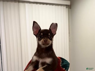 Chihuahua dogs Chihuahua Puppy 2 - Ad 17