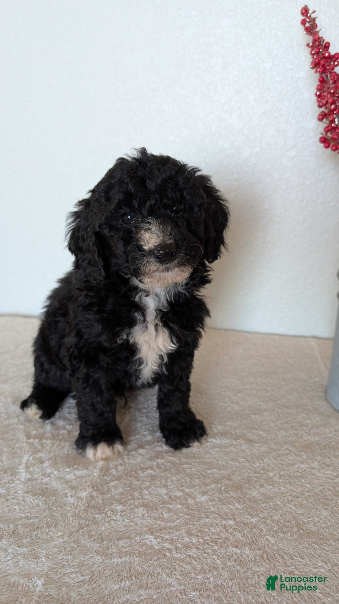 Mini Bernedoodle dogs for sale: Victor - Ad 6