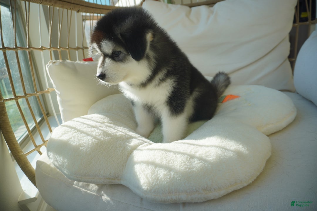 Alaskan Malamute dogs for sale: Xiao Huang - Ad 17