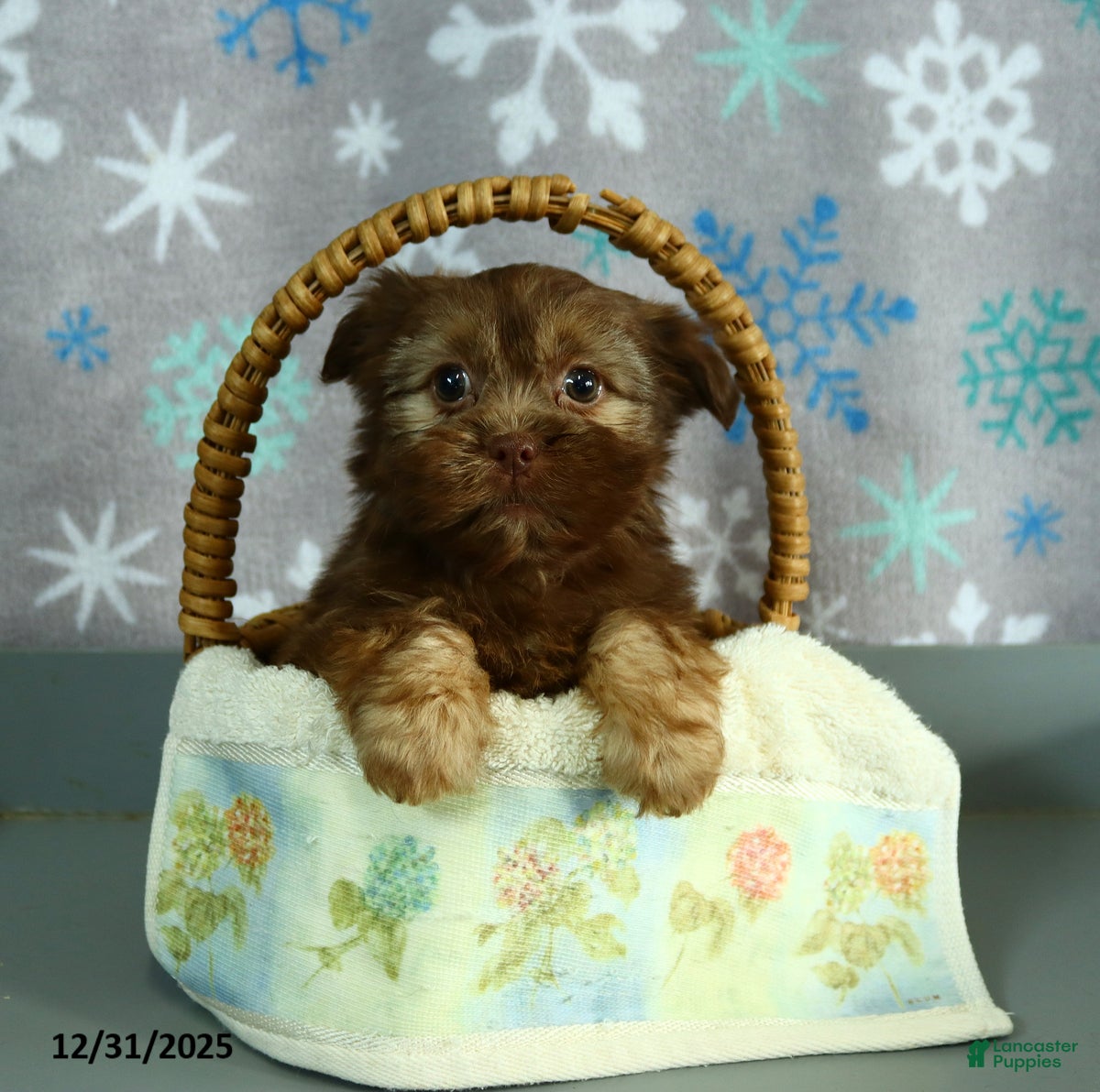 Shorkie dogs Lulu - Ad 6