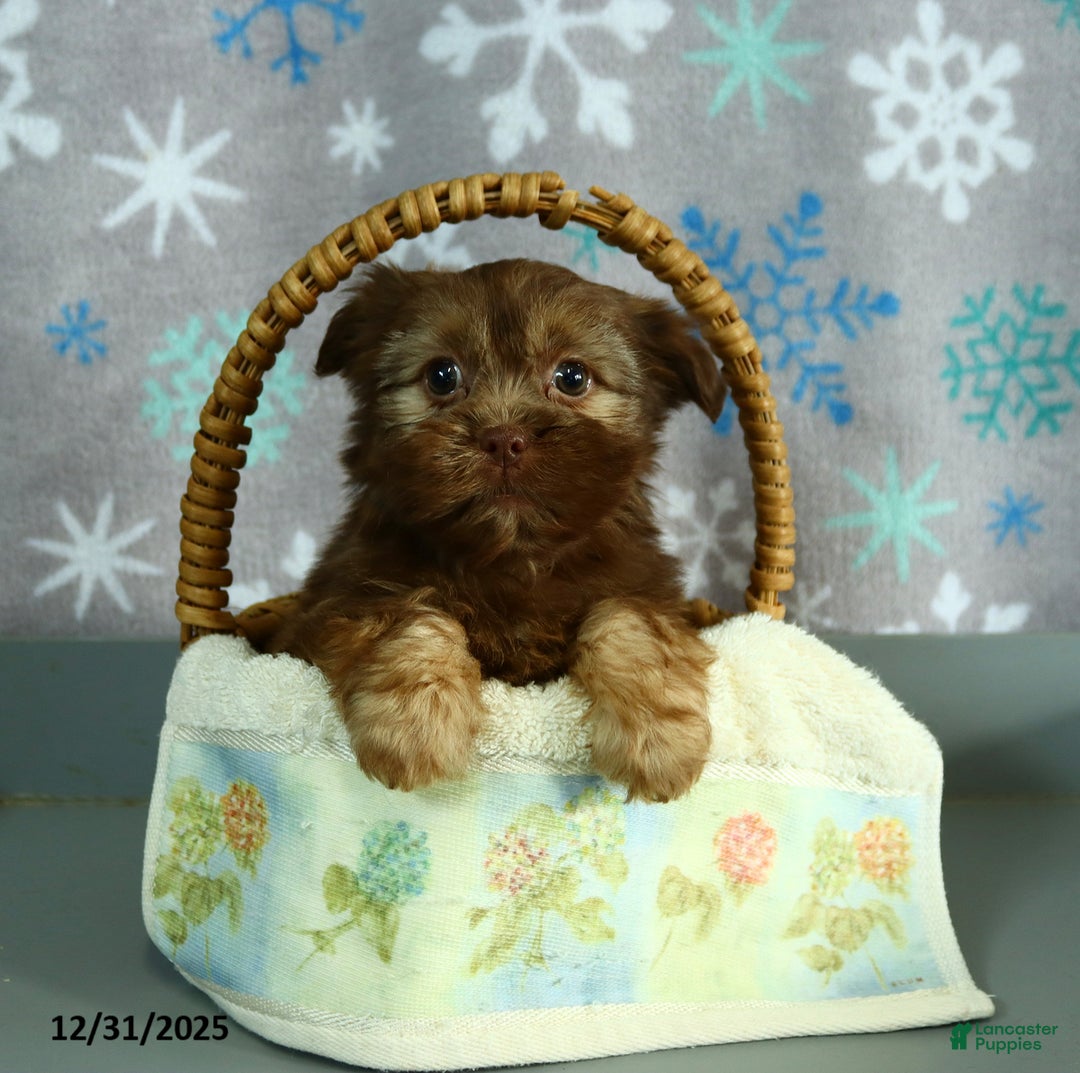 Shorkie dogs for sale: Lulu - Ad 1