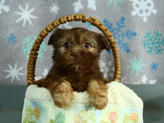 Shorkie dogs Lulu - Ad 6