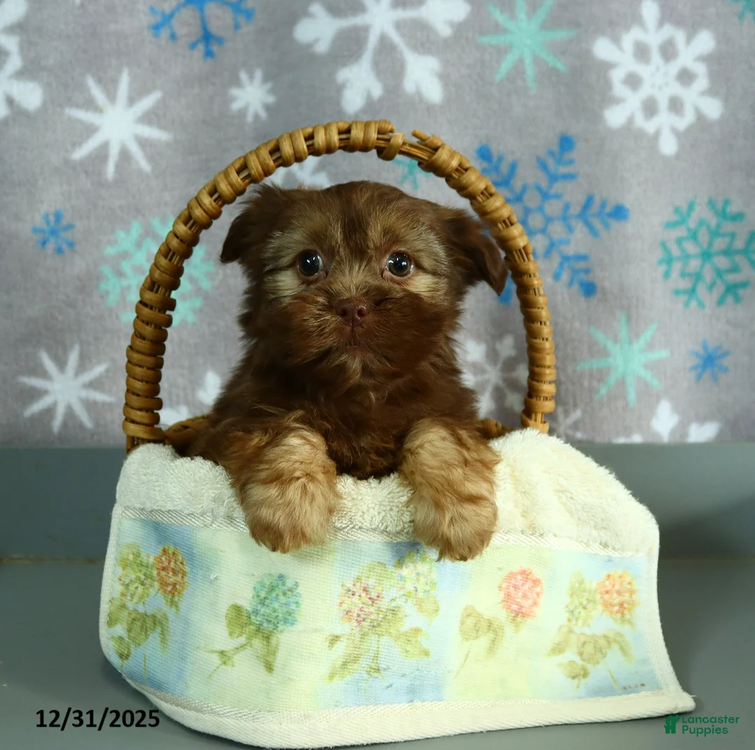 Shorkie dogs for sale: Lulu - Ad 5