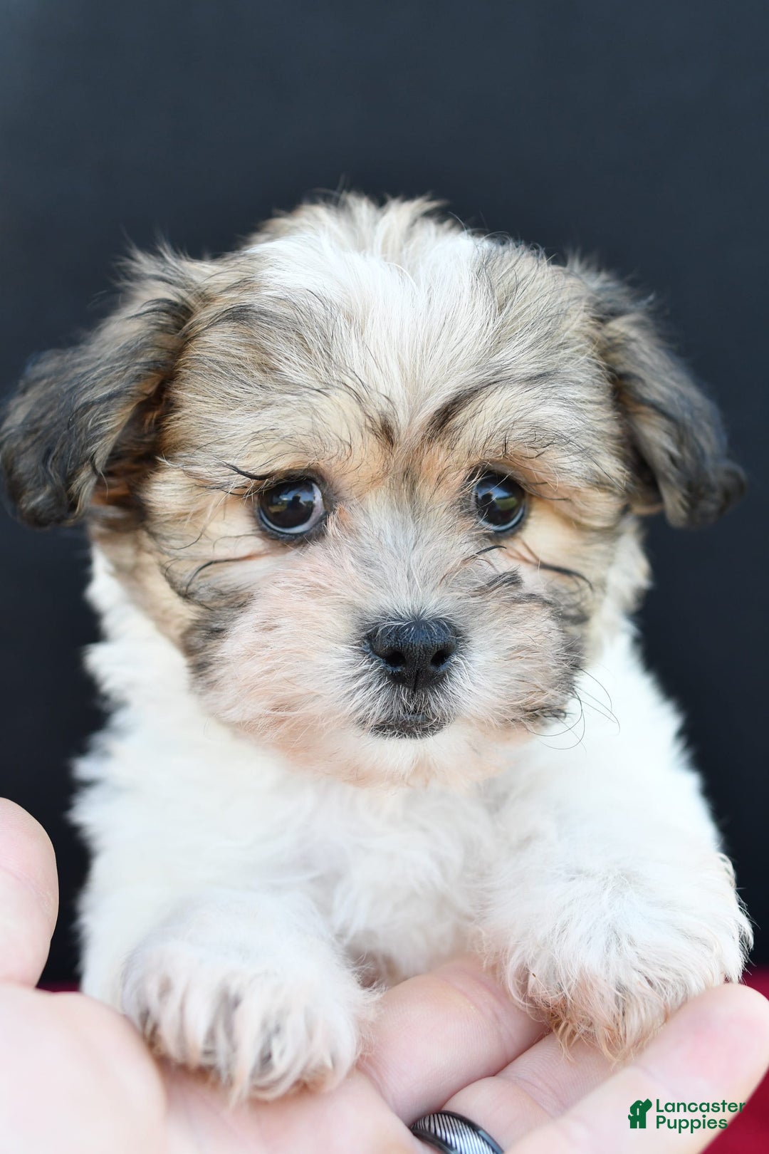 Gallery Image {{count}}