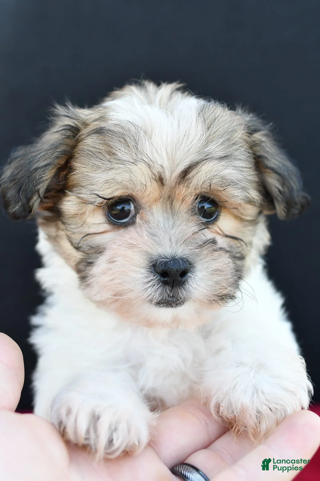 Gallery Image {{count}}