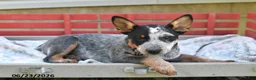Australian Cattle Dog dogs for sale: Flicker - Ad 3