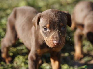 Doberman Pinscher dogs Poppy M1 - Ad 8