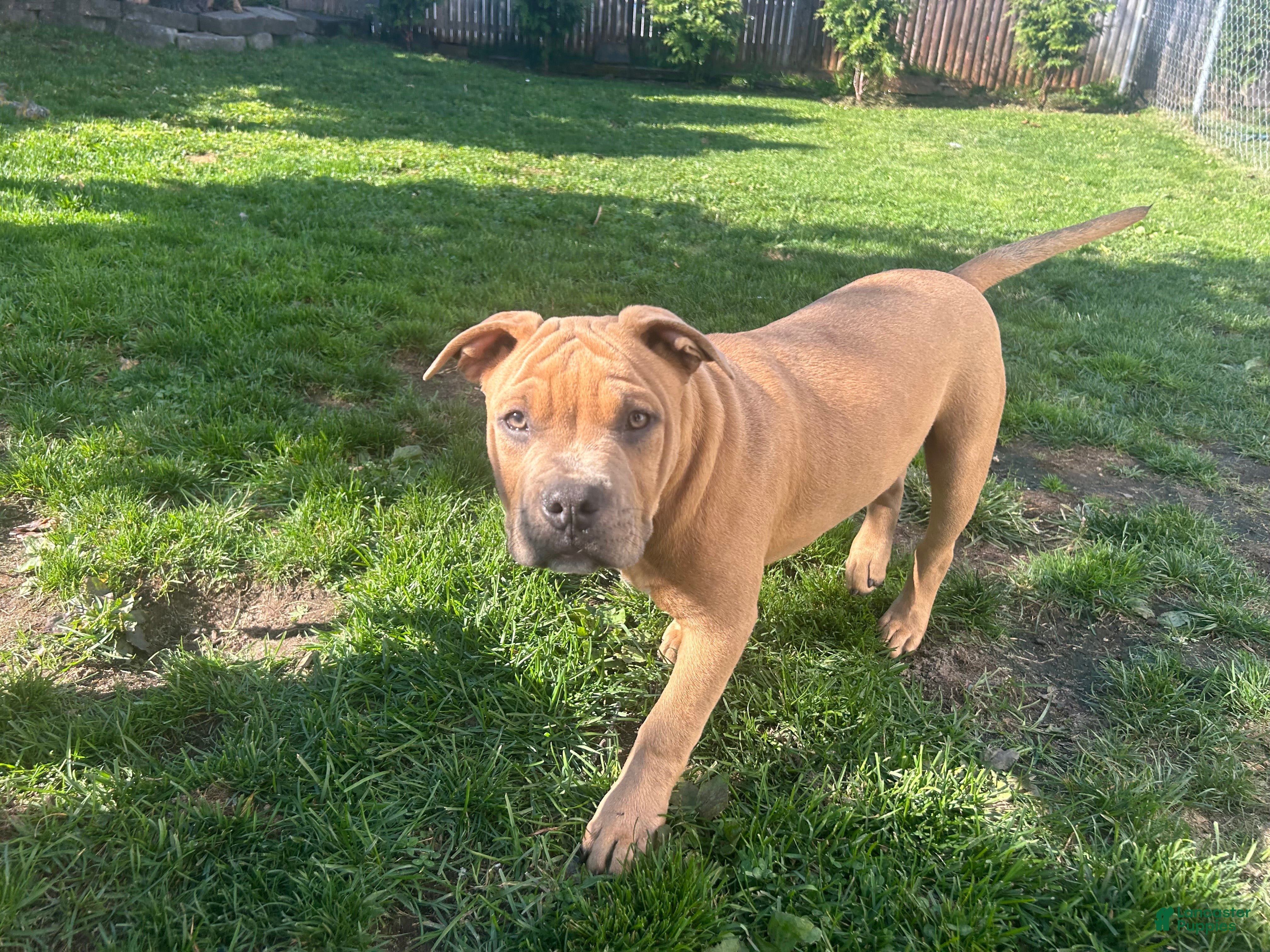 American Bully dogs American Bully Puppy 2 - Ad 2