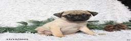 Pug dogs for sale: Pickles - Ad 2