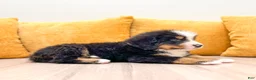 Bernese Mountain Dog dogs for sale: Zeke - Ad 5