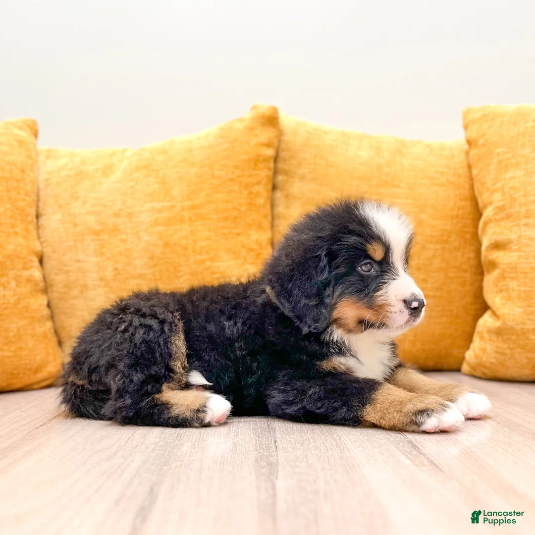 Bernese Mountain Dog dogs for sale: Zeke - Ad 5