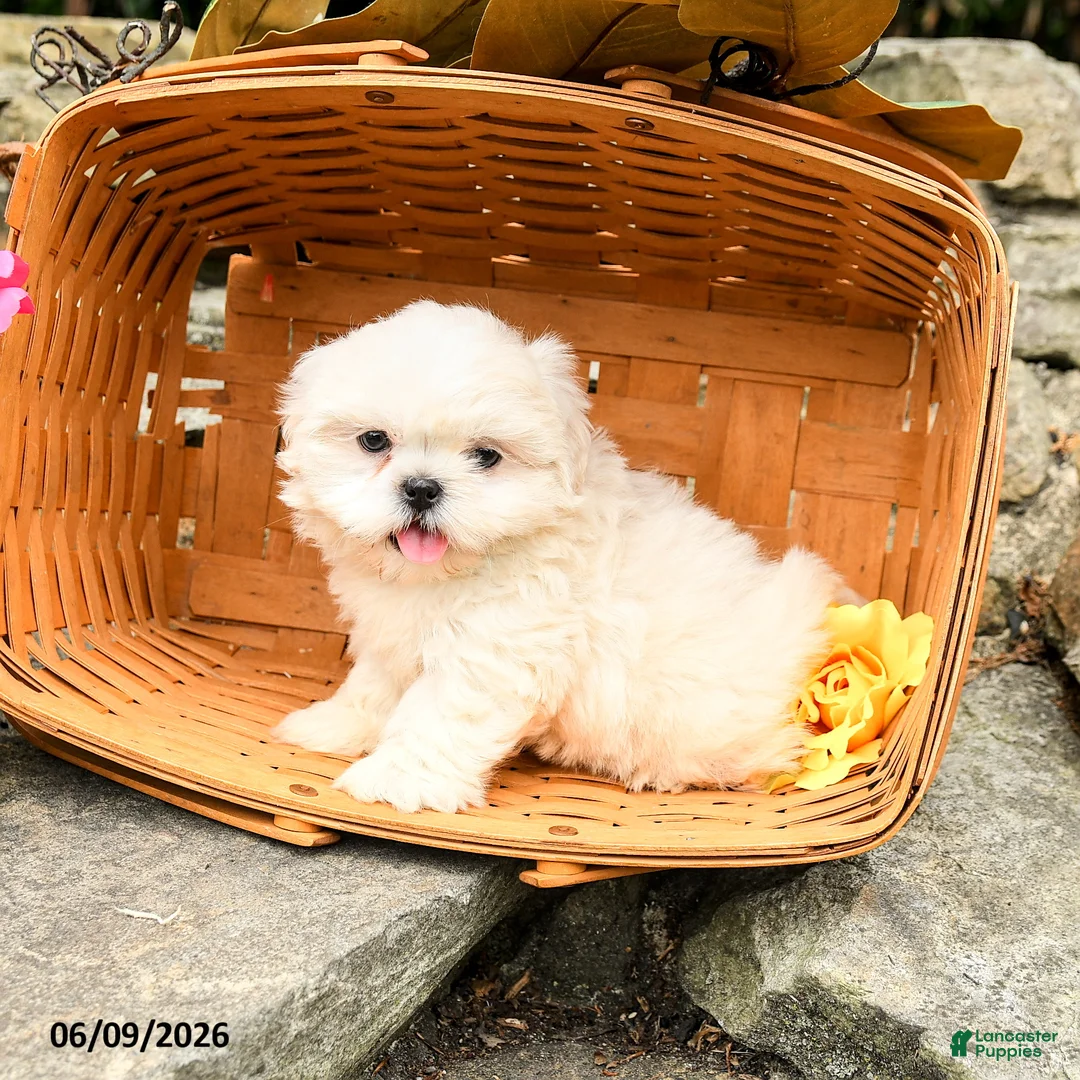 Shih Tzu dogs for sale: Lucy - Ad 2
