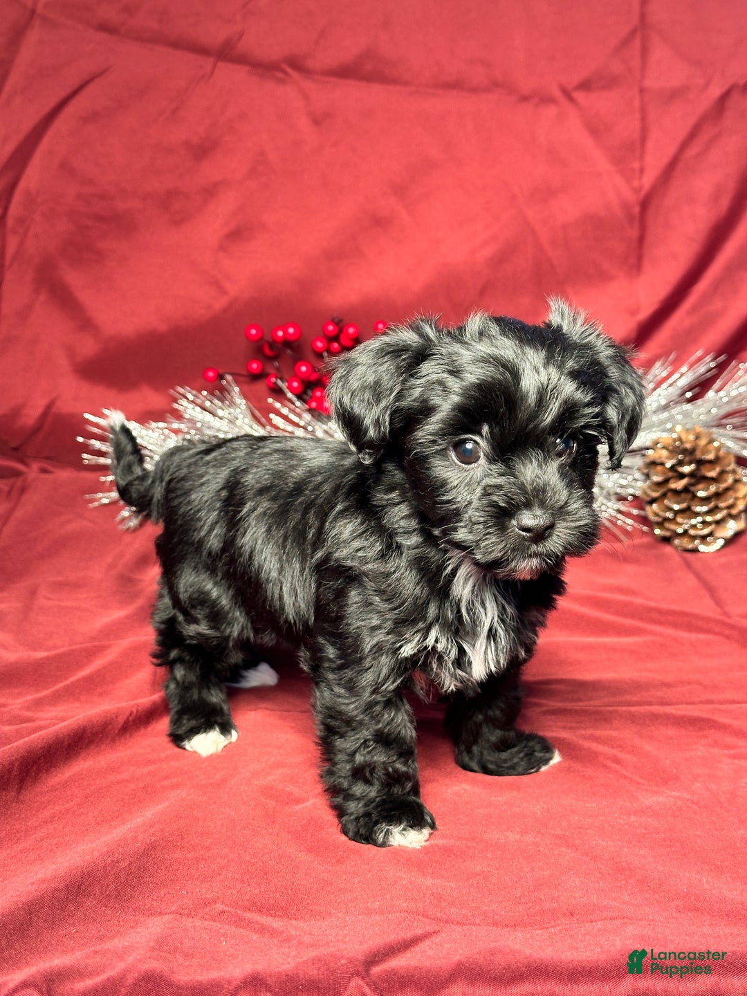 Yochon dogs for sale: Sophia - Ad 2