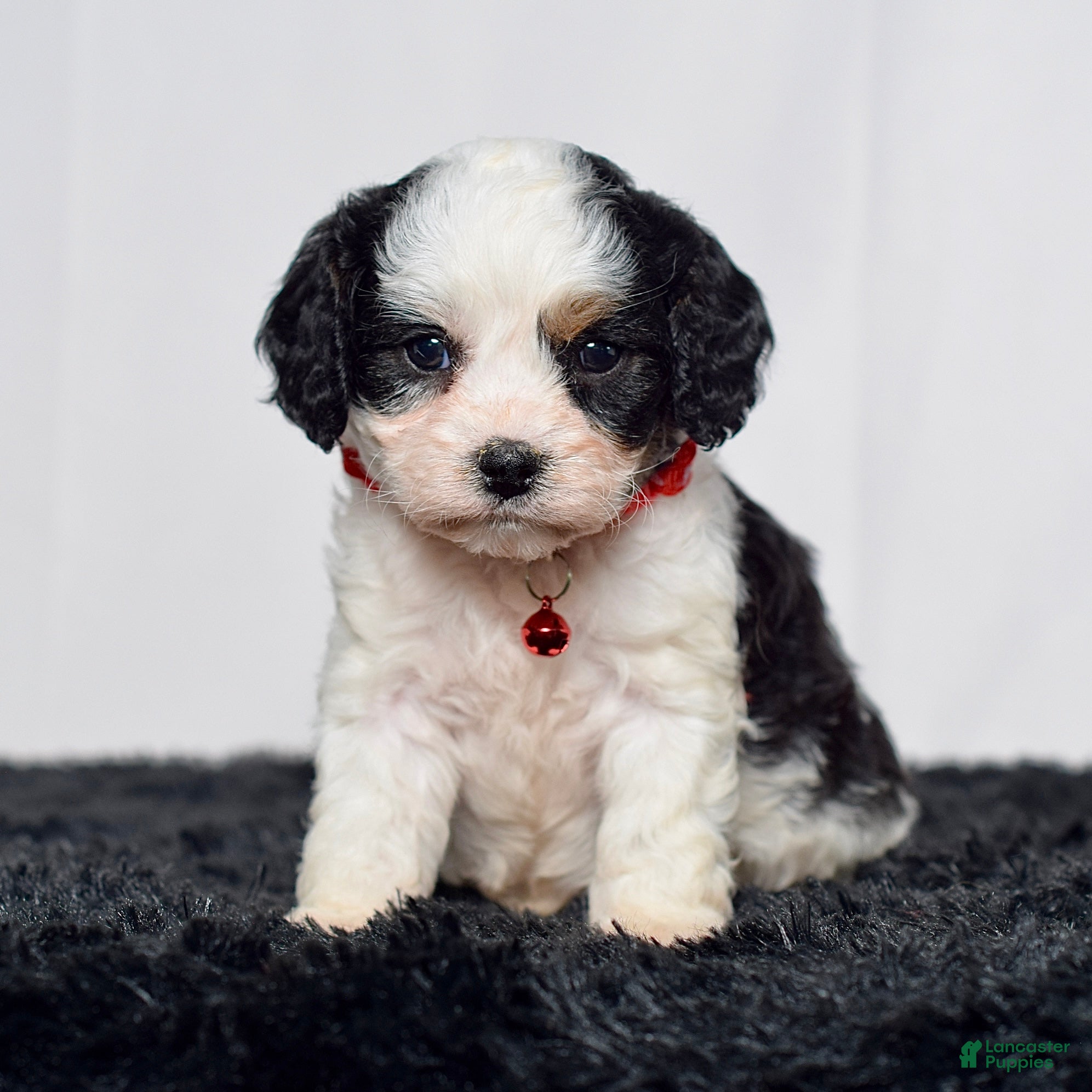 Cavapoo dogs Mr. Dalton - Ad 2