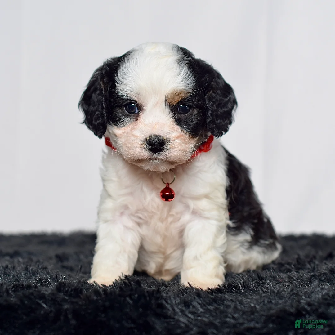 Cavapoo dogs for sale: Mr. Dalton - Ad 2