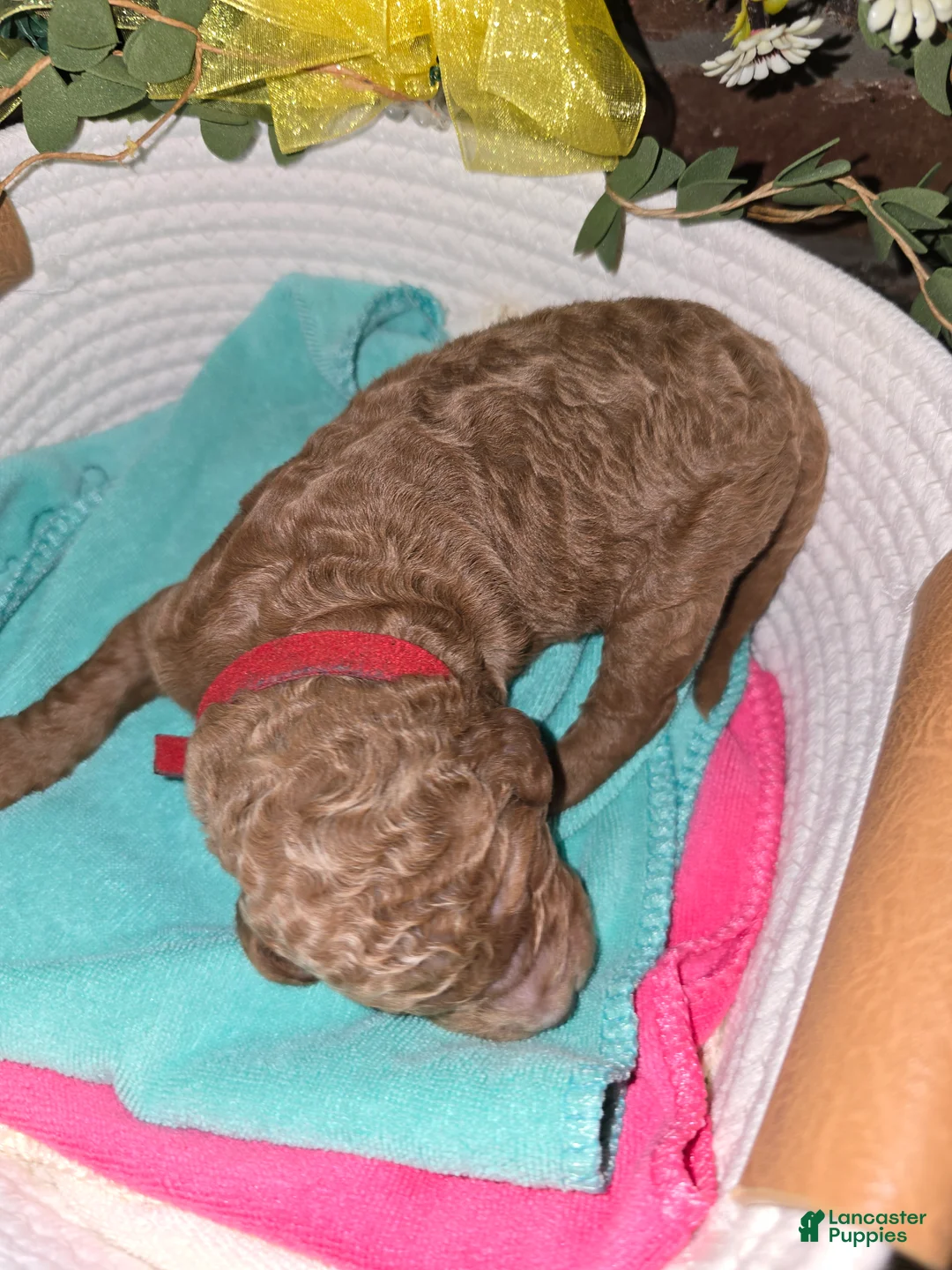 Goldendoodle dogs for sale: Goldendoodle Puppy 3 - Ad 2