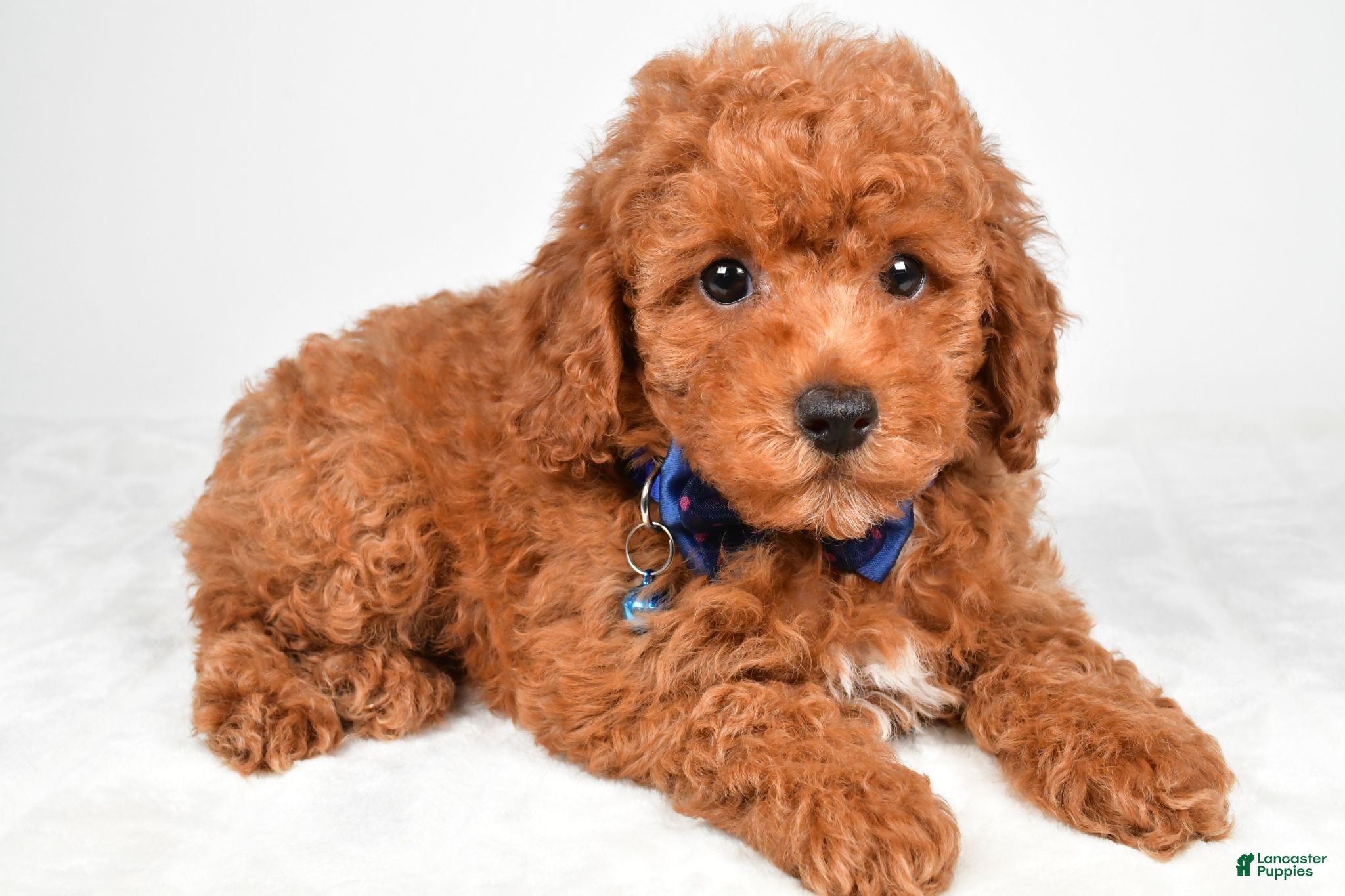 Miniature Poodle dogs Harley - Ad 1