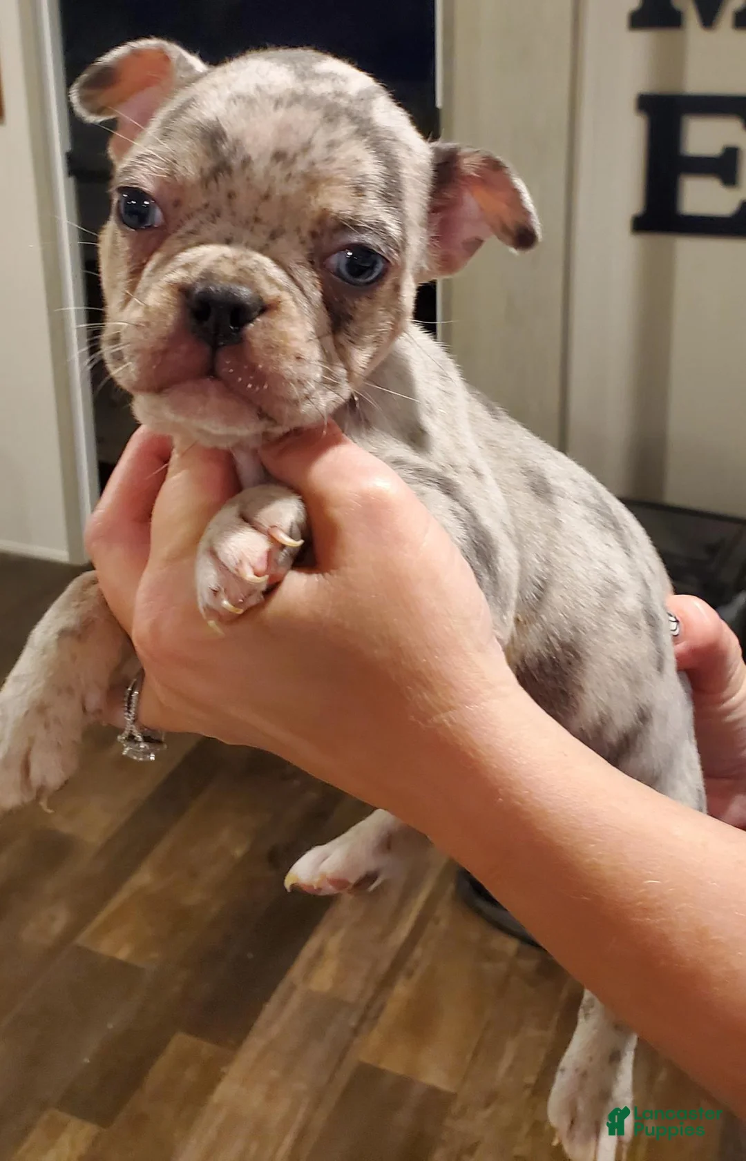 Mixed Breed dogs for sale: Frenchton - Ad 2