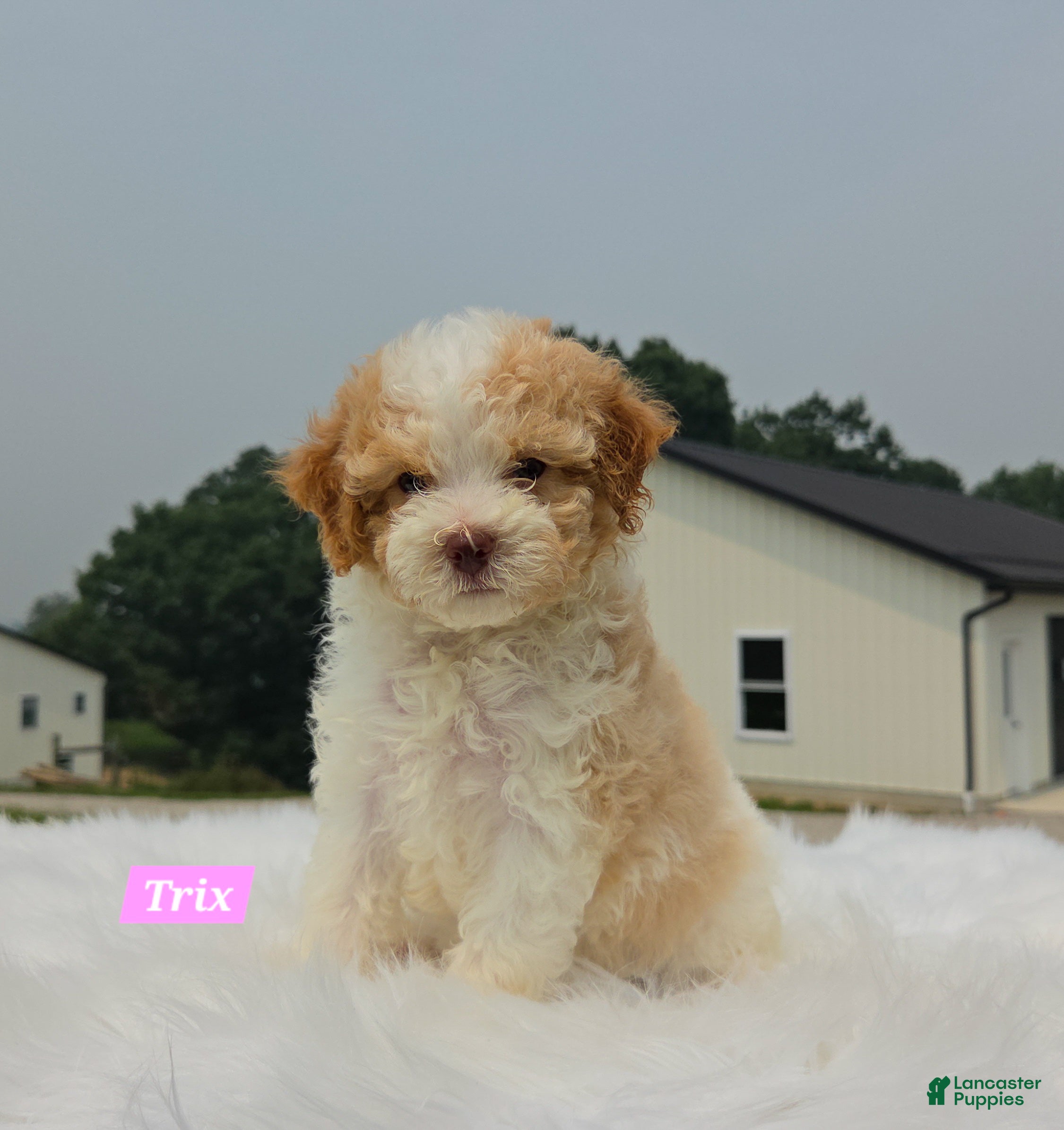 Maltipoo dogs Trix - Ad 1