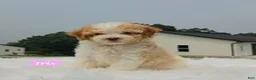 Maltipoo dogs for sale: Trix - Ad 1