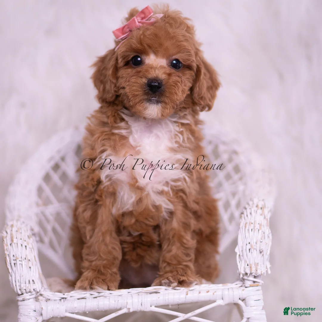 Toy Poodle dogs for sale: Bettie - Ad 1