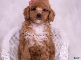 Toy Poodle dogs Bettie - Ad 33