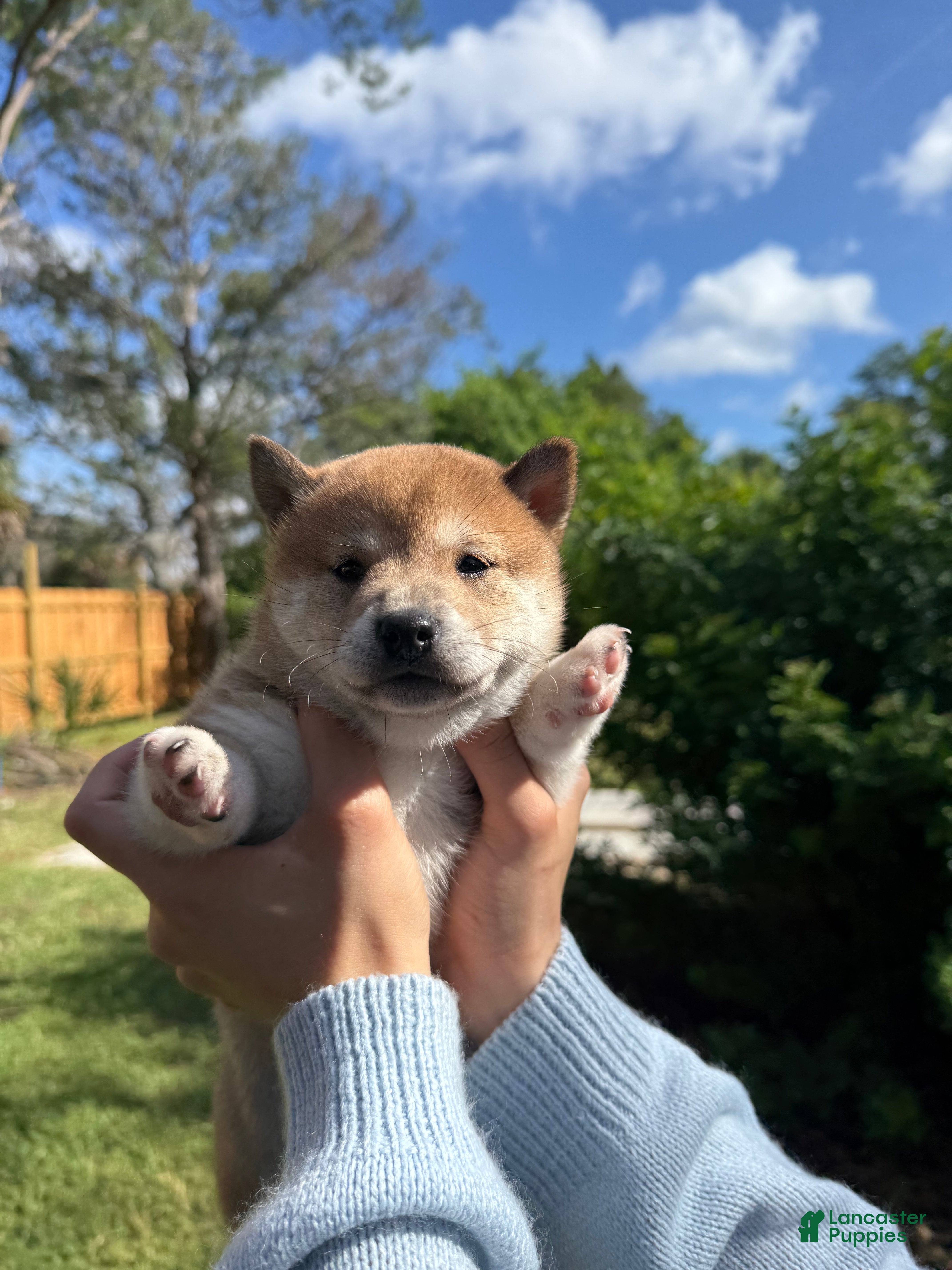 Shiba Inu dogs Shiba Inu Puppy 6 - Ad 2