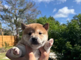 Shiba Inu dogs Shiba Inu Puppy 6 - Ad 3