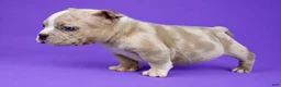 American Bully dogs for sale: Fawn Merle Female - Ad 6