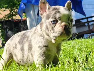 French Bulldog dogs for sale: Mickey - Ad 3