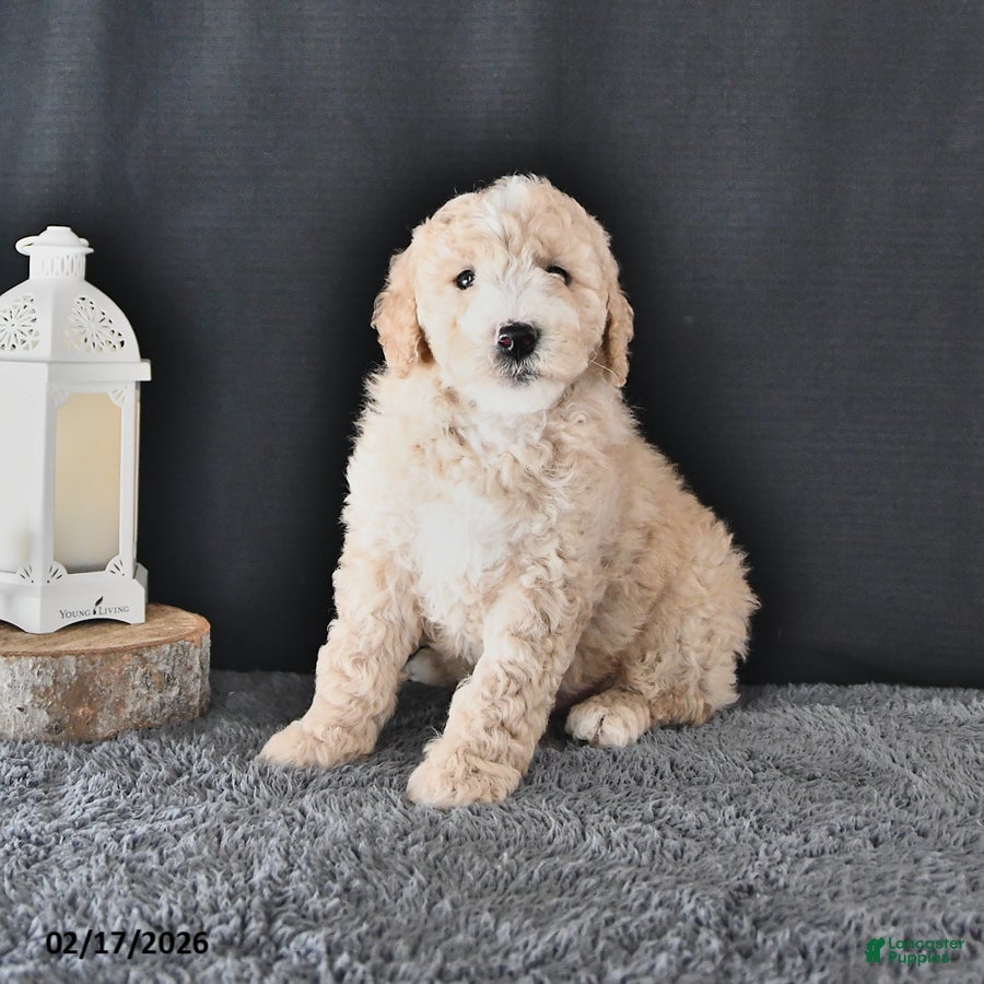 Mini Goldendoodle dogs Austin - Ad 2