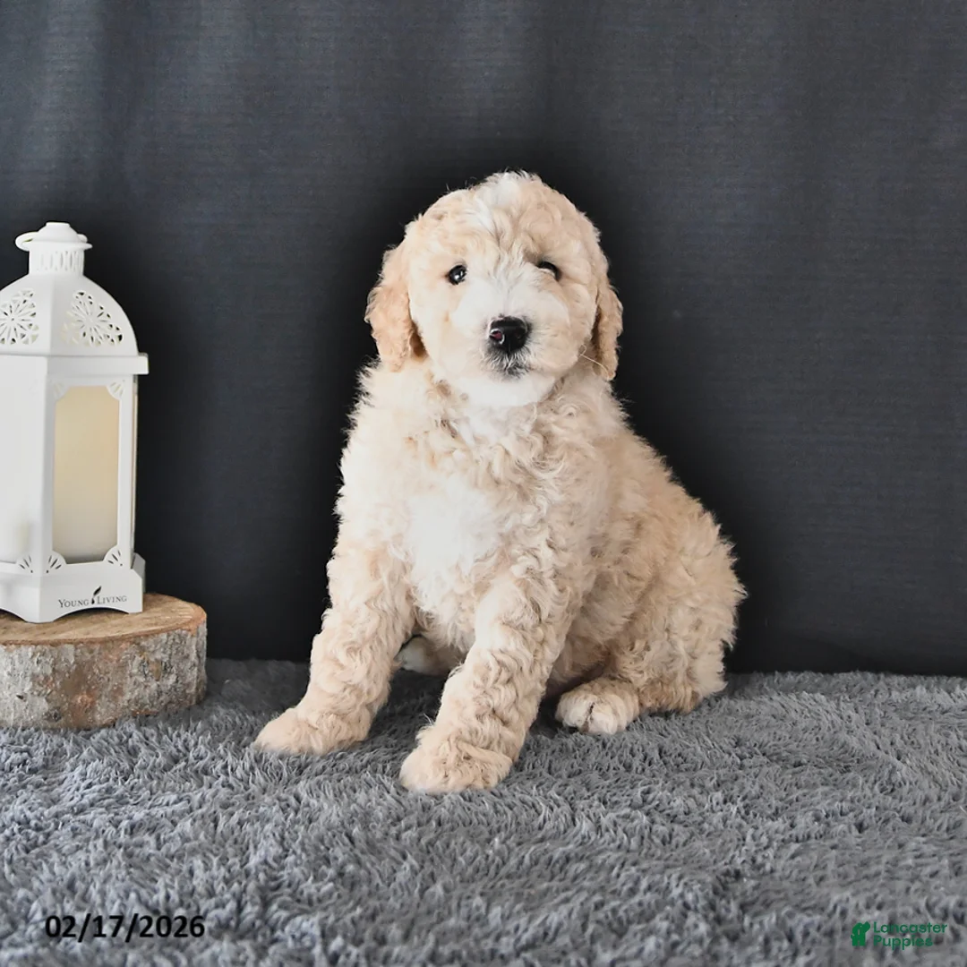 Mini Goldendoodle dogs for sale: Austin - Ad 2
