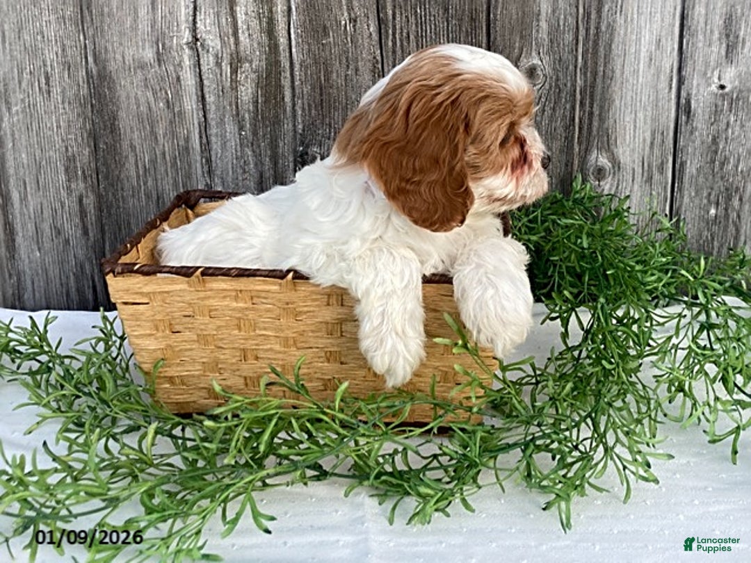Cavapoo dogs for sale: Sally - Ad 4