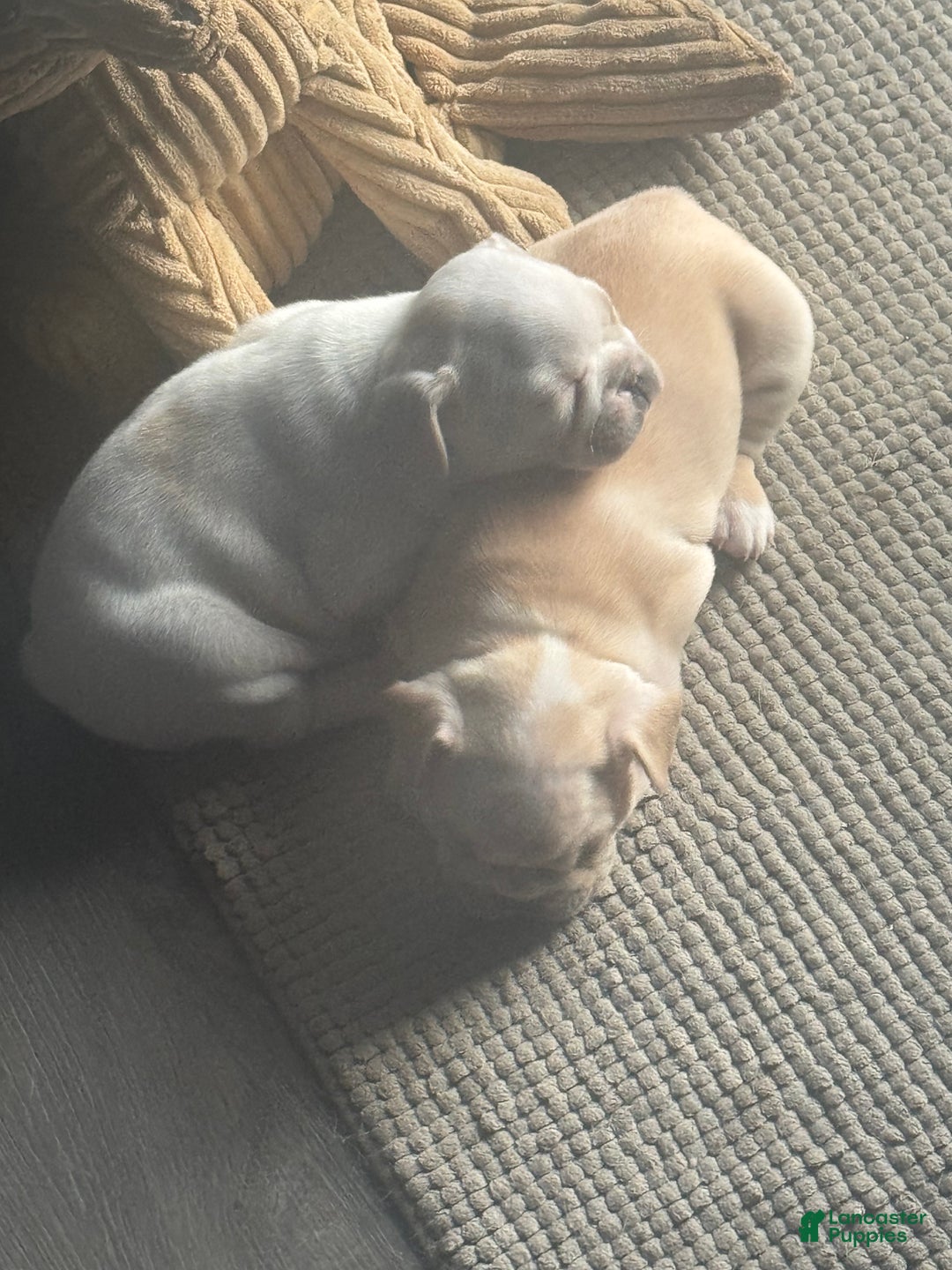 French Bulldog Puppy for sale in Cincinnati Lancaster Puppies