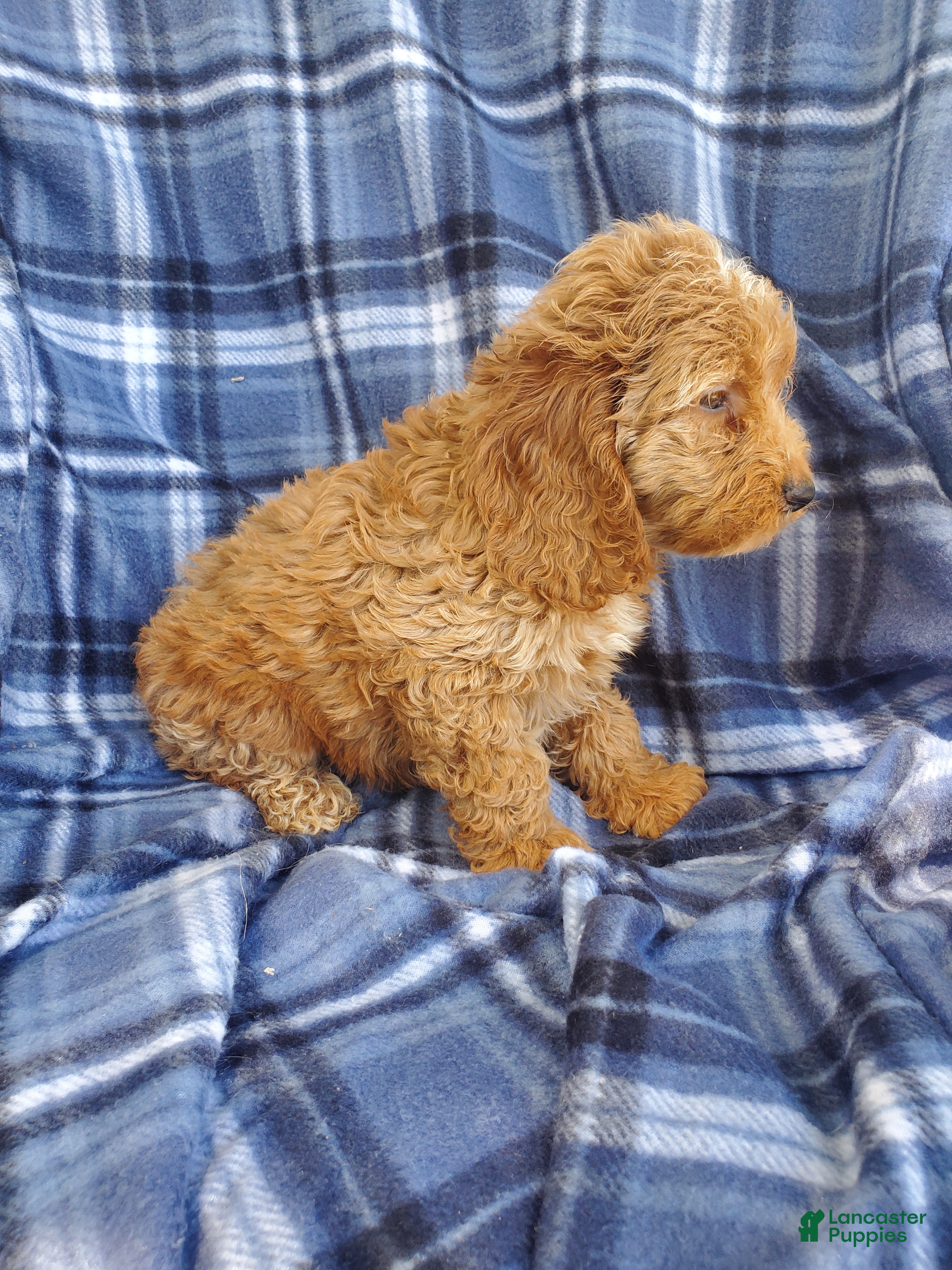 Cockapoo dogs Atlas - Ad 2