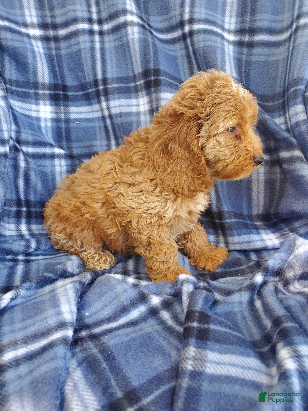 Cockapoo dogs for sale: Atlas - Ad 2