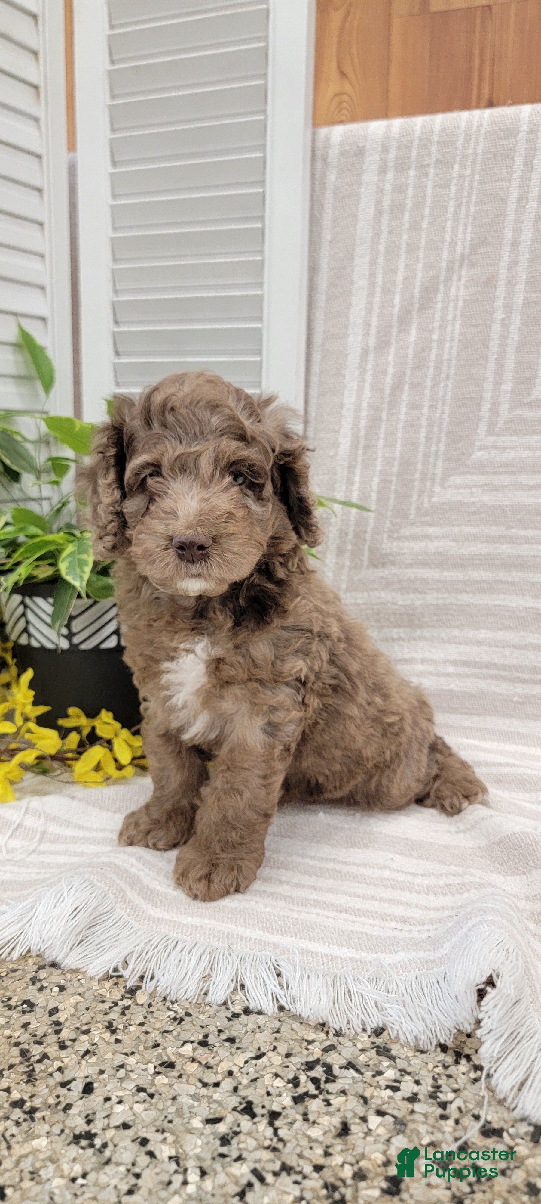 Cockapoo dogs Myron - Ad 1