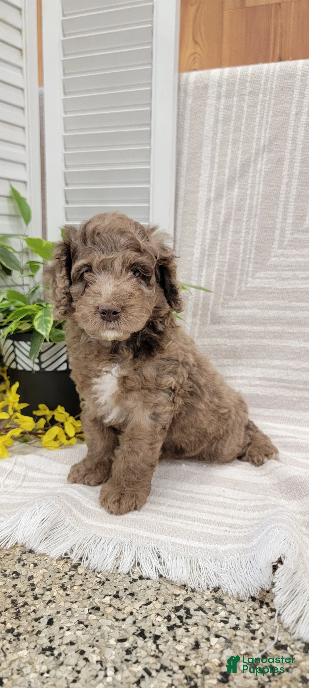 Cockapoo dogs for sale: Myron - Ad 1