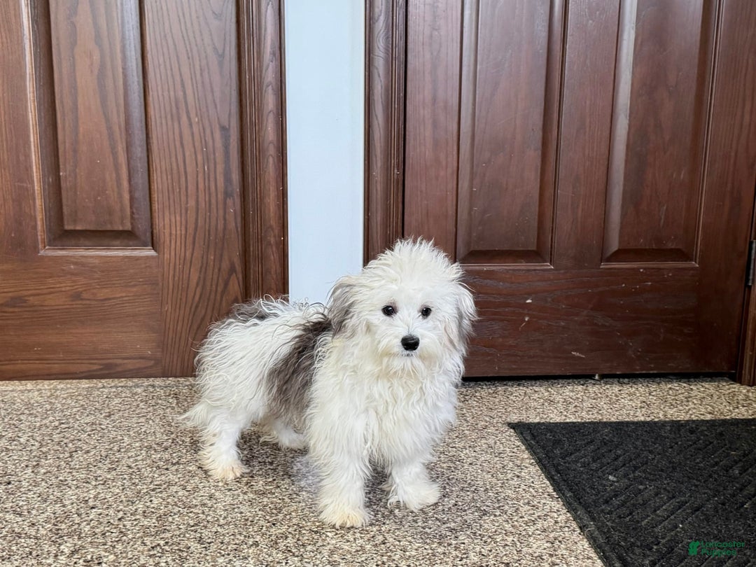 Coton De Tulear dogs for sale: Romeo - Ad 4