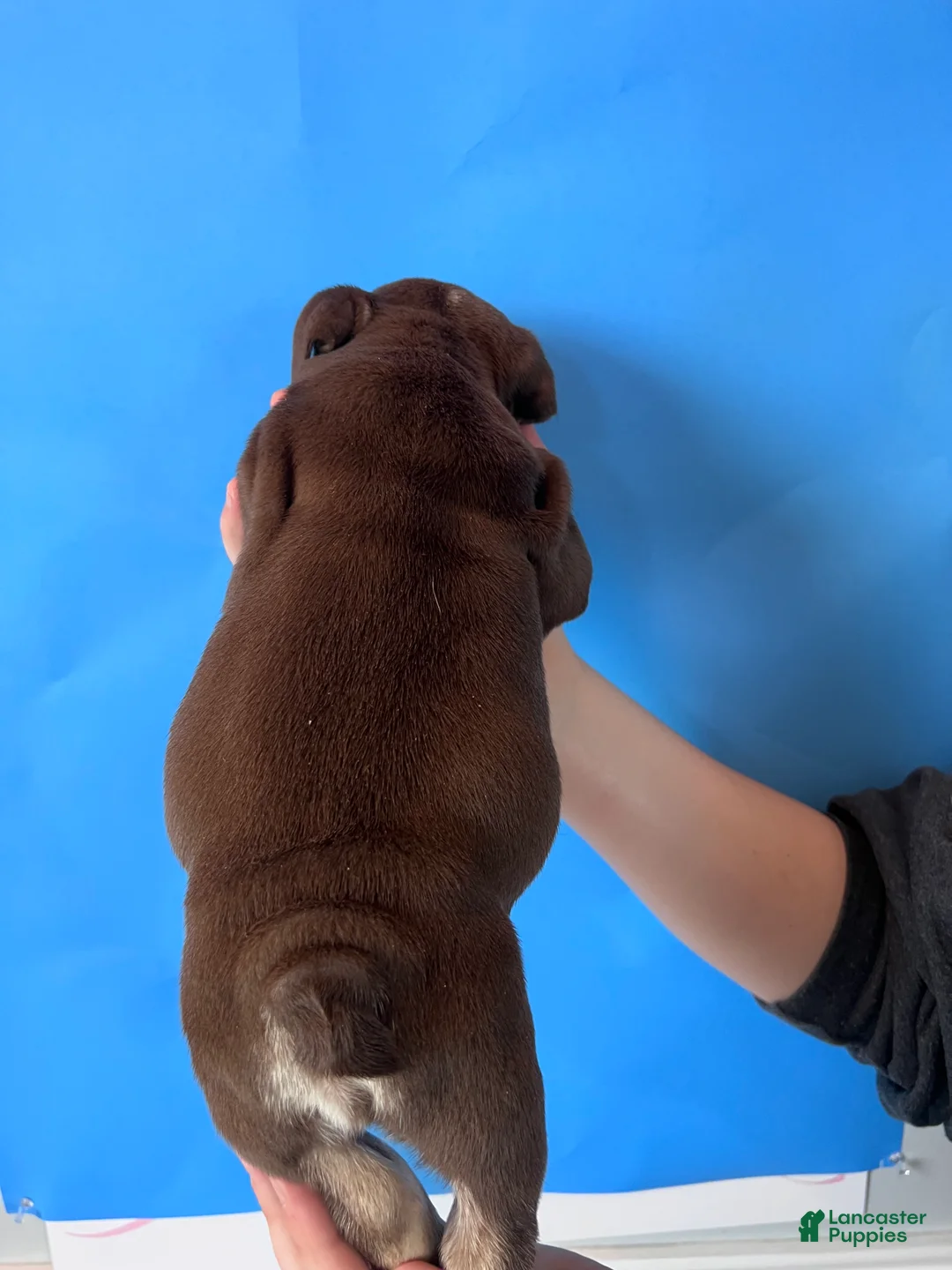 English Bulldog dogs for sale: Bandit (Chocolate Trindle) - Ad 4