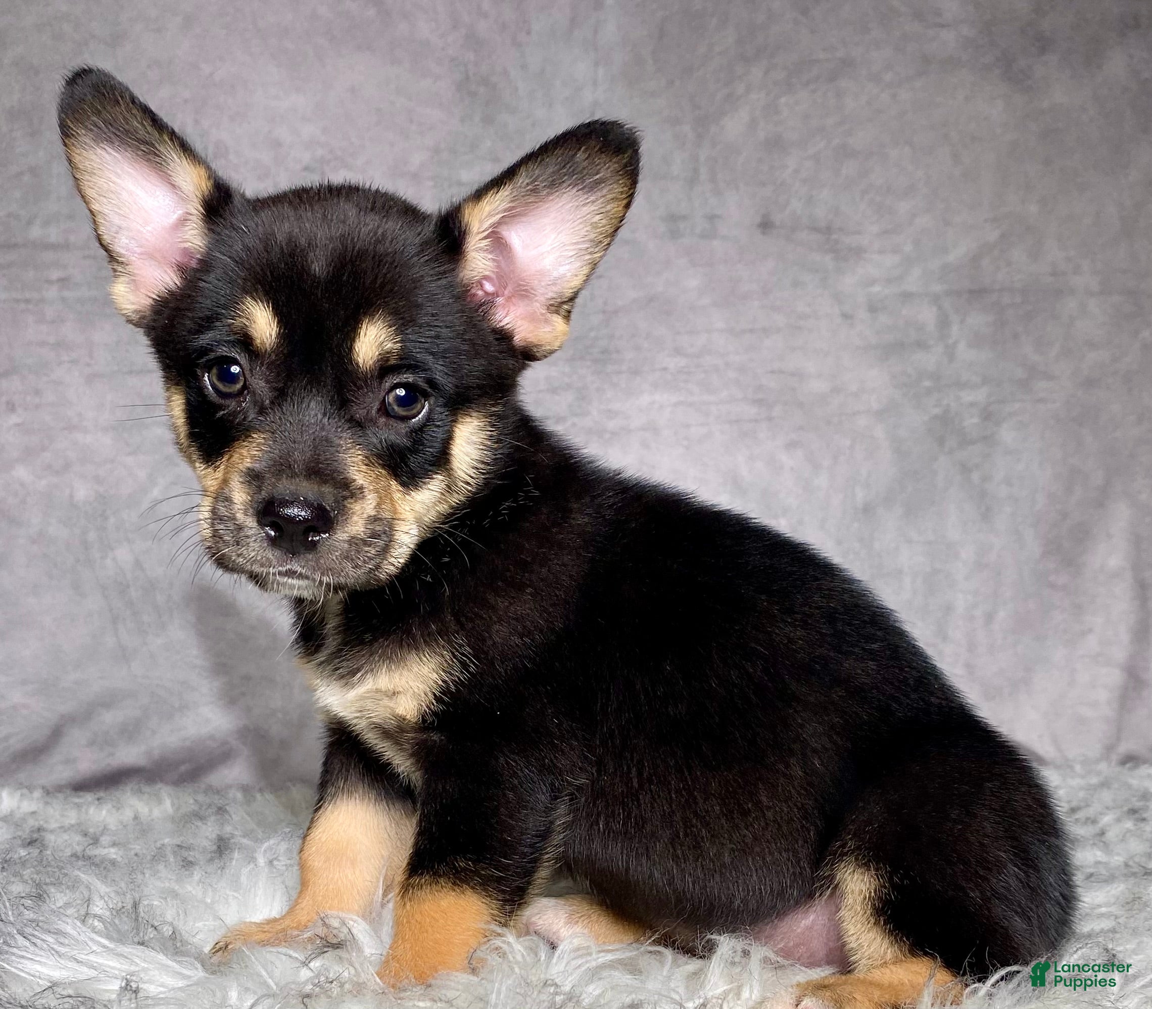 Mixed Breed dogs Mr. Bailey - Ad 1