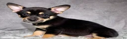 Mixed Breed dogs for sale: Mr. Bailey - Ad 1