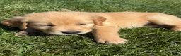 Golden Retriever dogs for sale: Pink Collar  - Ad 3